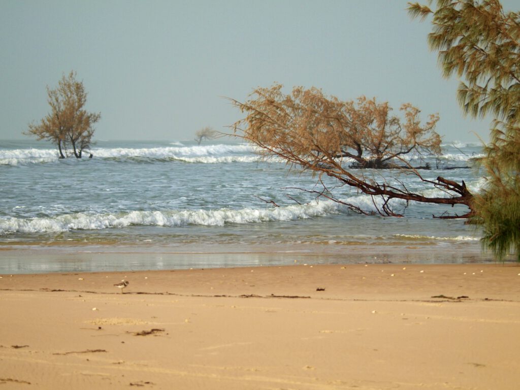 El Parque Nacional de la Lengua de la Barbarie, en Saint-Louis (Senegal)
