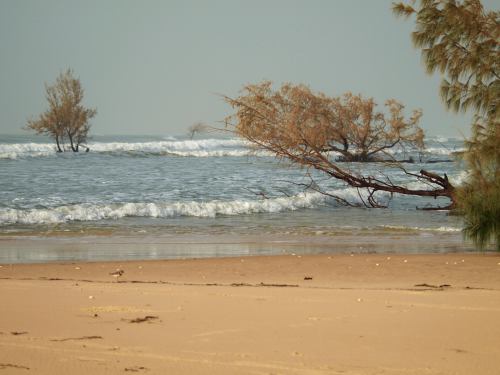 Desaparición de la Lengua de la Barbarie en Saint-Louis (Senegal)