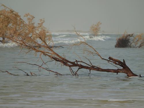 Desaparición de la Lengua de la Barbarie en Saint-Louis (Senegal)